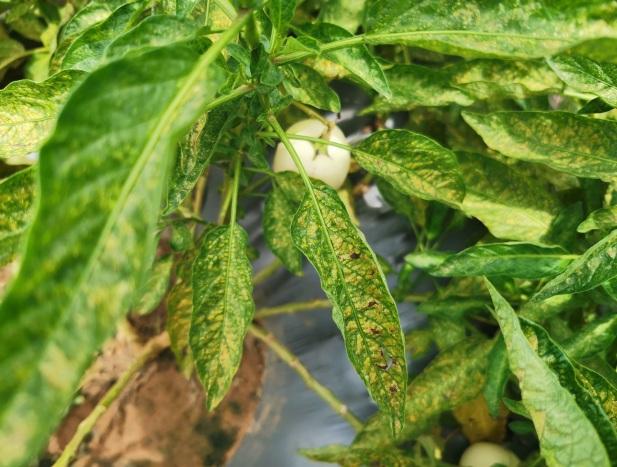 虫虽小危害可不小人参果种植中不可忽视的小虫